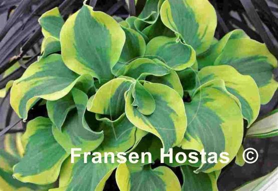 Hosta School Mouse